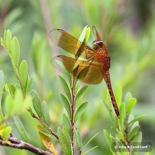 J01_1309 Neurothemis fluctuans.JPG